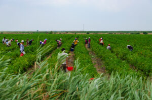 Lucrători agricoli Sursa foto dreamstime.com