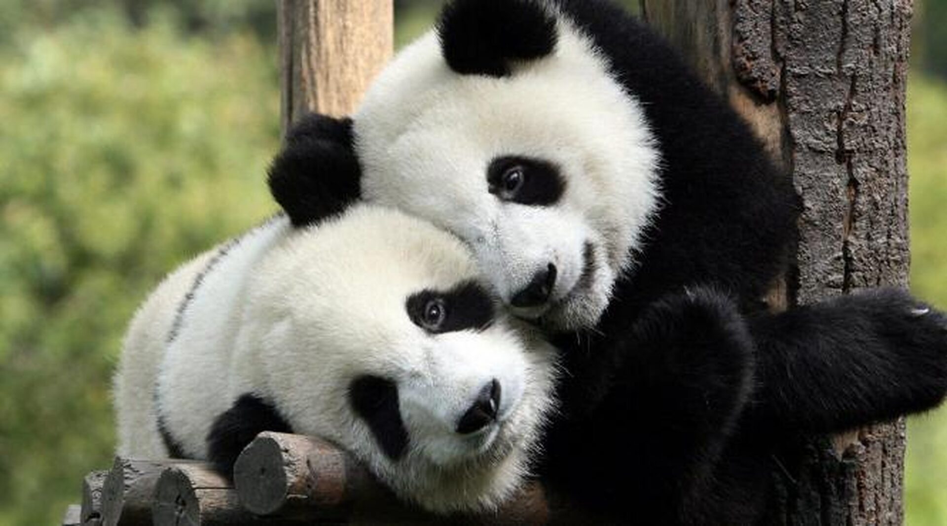 Urși panda în semn de prietenie! China vrea să trimită animalele în SUA