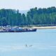 Dunărea, într-o situație critică. Autoritățile au interzis pescuitul