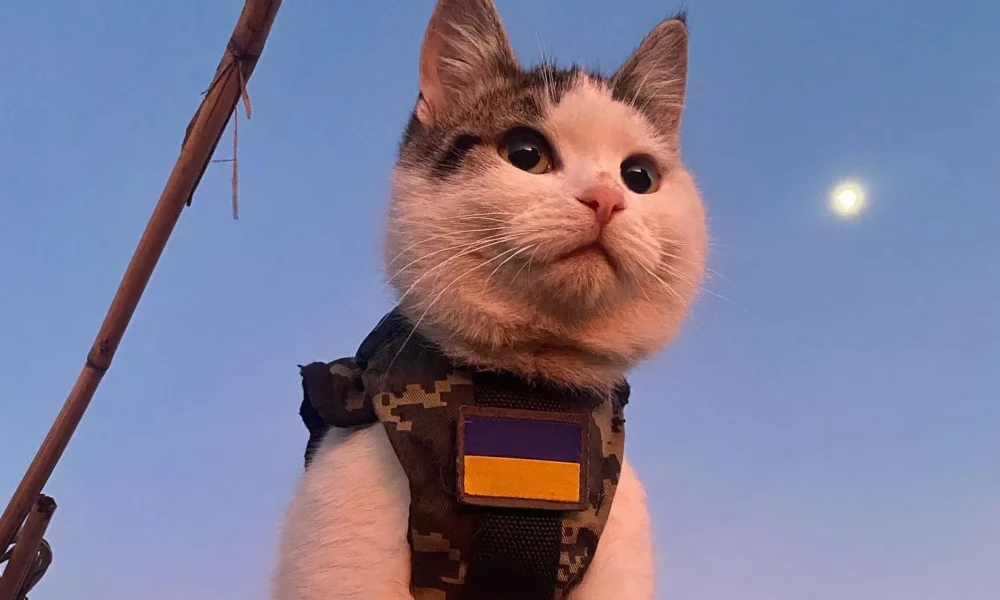 Războiul felinelor! Ucraina are parte de ajutorul blănoșilor pe front