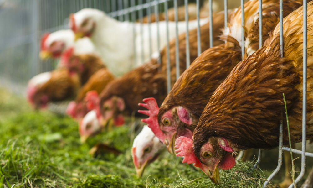 Sectorul avicol din România, în ascensiune. Producția de carne de pasăre din 2023 s-a majorat față de 2022