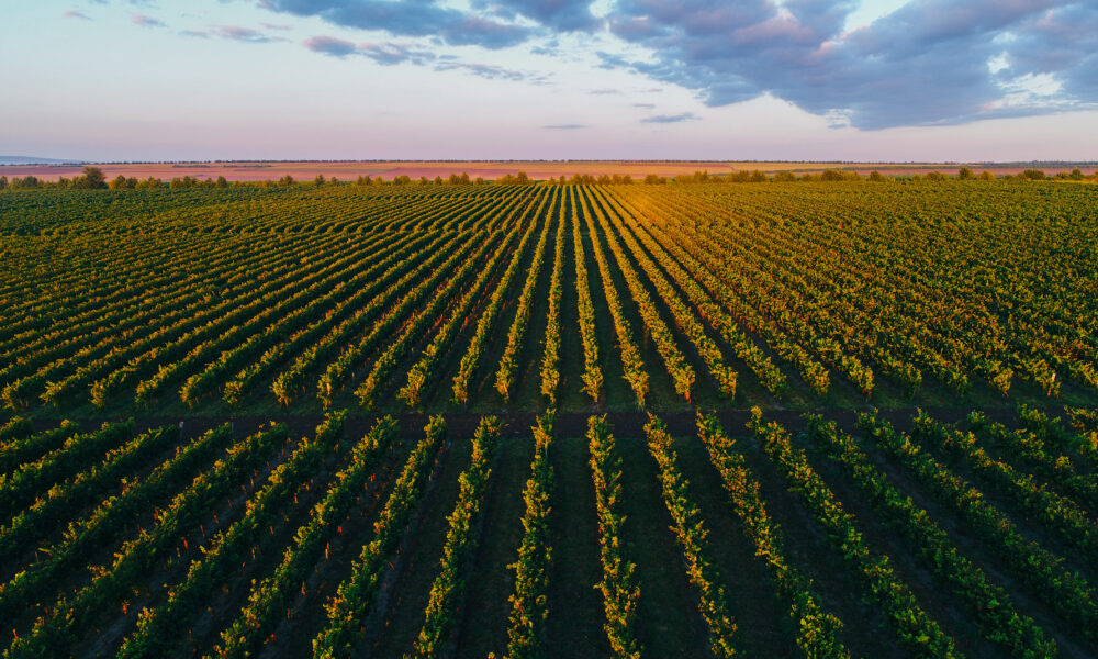 Viticultura aduce recorduri în Republica Moldova! S-au încasat 75,67 de milioane de dolari