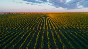 viticultură republica Moldova (sursă foto: agromedia.md)