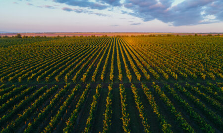 viticultură republica Moldova (sursă foto: agromedia.md)