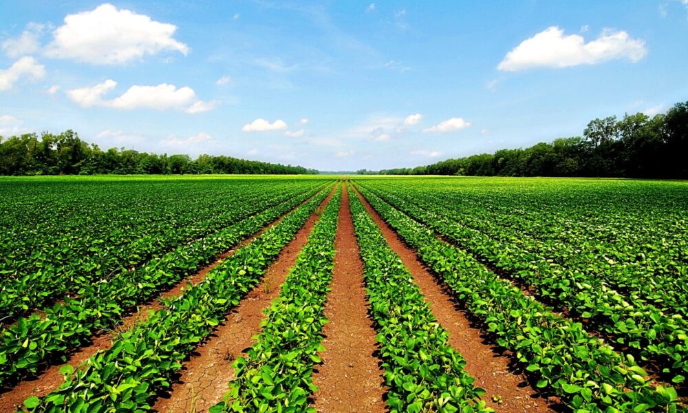 Modernizarea agriculturii românești se face și pe bani europeni! Din 15 martie se depun cererile de finanțare