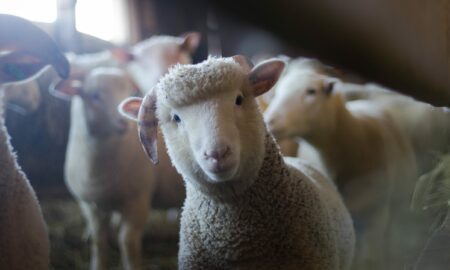 Carnea de oaie a devenit o delicatesă.