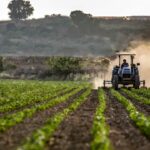 Fermierii depind de subvențiile furnizate de APIA