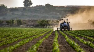Fermierii depind de subvențiile furnizate de APIA