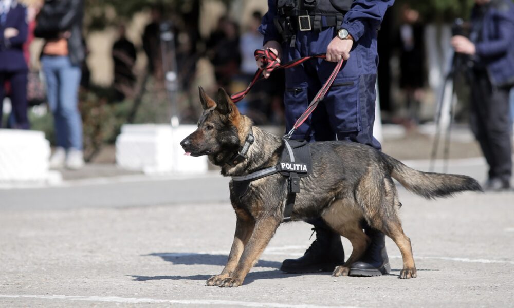 Locuri libere la școlile de poliție. Până când pot depune candidații cererile de înscriere