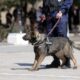 politie, sursa foto pressalert