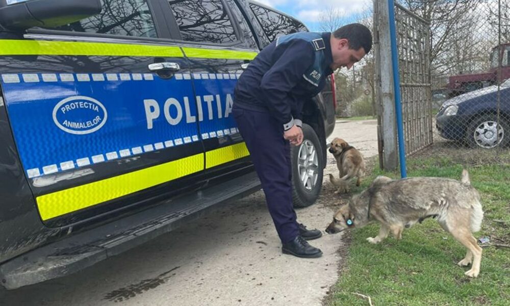 Protecția Animalelor intră în acțiune. S-au dat amenzi de peste 260.000 de lei