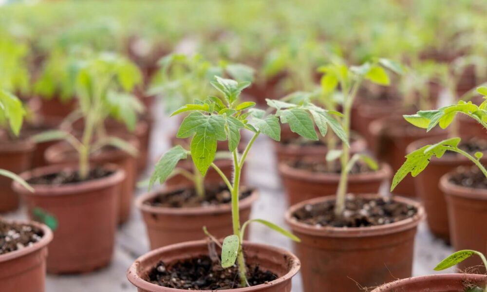 Răsadurile, la mare căutare. Agricultorii muncesc de zor pentru dezvoltarea culturilor