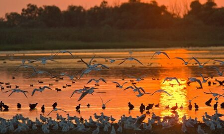 Delta Dunării, Sursa foto Arhiva companiei