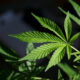 Marijuana, noul paracetamol. SUA a decis