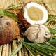 Nuca de cocos, Sursa foto Arhiva companiei