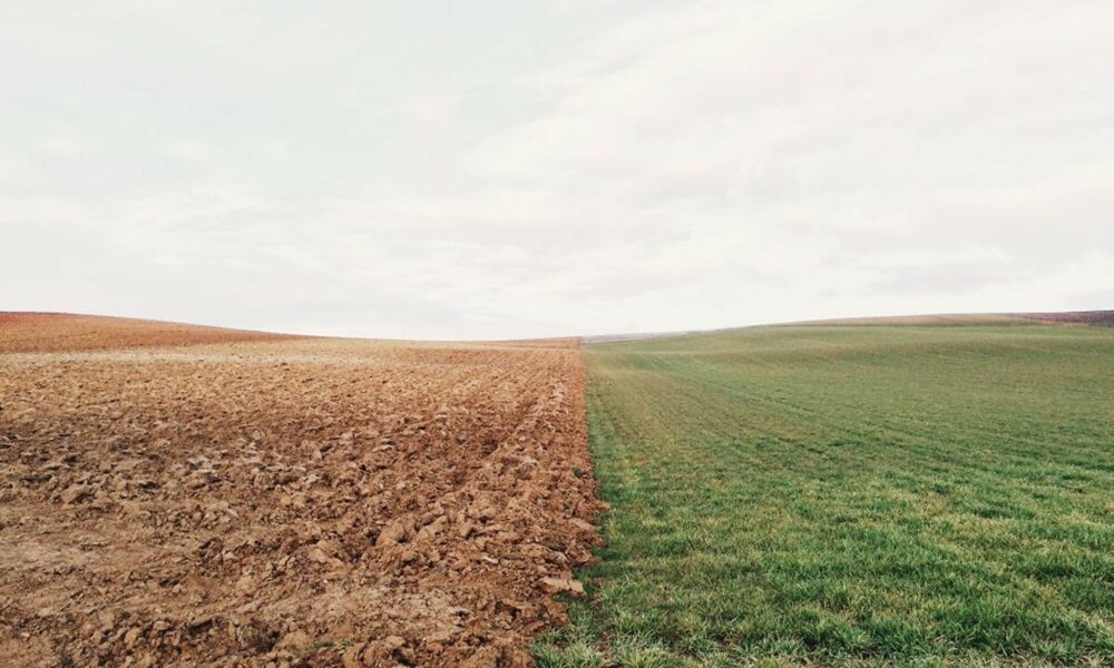 Agricultura României este la limită. Seceta și deșertificarea amenință producția agricolă