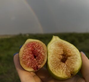 Livada cu smochini din Buzău