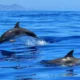 Avertismente din partea specialiștilor. Avem tot mai puțini delfini în Marea Neagră